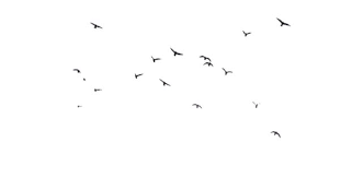 Birds Flying In The Sky Drawing For Kids Birds 07 Png Stock By Selunia Flying Bird Silhouette Fly Drawing Silhouette Architecture