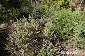 Image result for Zeuxine elongata