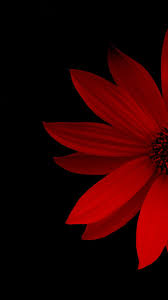Pin By Kirsi Nieminen On Black Theme Wallpapers Flower Wallpaper Red Wallpaper Black Wallpaper