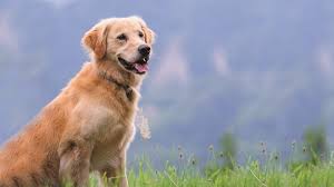 How long after neutering can my dog get. Neutering Your Dog Prevent Pregnancies Disease Vets4pets