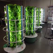 This Is The Coolest Thing I Ve Seen All Week Hydroponics Lettuce Veggies Leafygreens Plant Plantlife Gonzalez4real Nofil Hydroponics Plant Life Plants