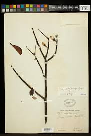 Image result for Clappertonia polyandra