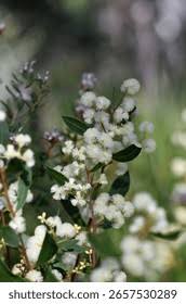 Image result for Fabaceae subfamily Mimosoideae
