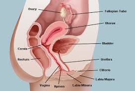 female reproductive system organs function and more