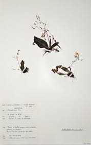 Image result for Streptocarpus hirticapsa