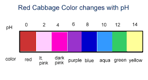 Ph Scale Cabbage Juice Purple Cabbage Ph Chart