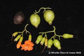 Image result for Cordia subcordata