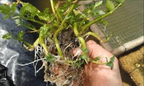 Image result for Berula erecta