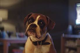 Pa boxer and buddies rescue's best boards. John Lewis Christmas Advert Sparks Surge In People Wanting Boxer Dogs As Bouncing Buster Captures Hearts Mirror Online