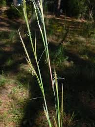 Image result for Andropterum