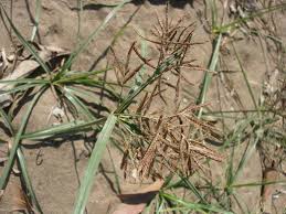 Image result for Pycreus sulcinux