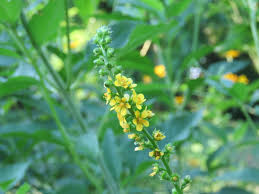 Image result for Agrimonia