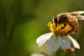 There was something about the clampetts that millions of viewers just couldn't resist watching. Take The Bee Quiz And Test Your Bee Smarts Empress Of Dirt
