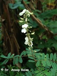 Image result for Tephrosia aequilata