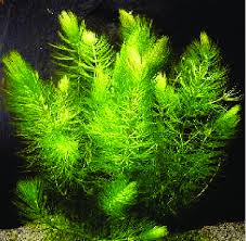 Image result for Ceratophyllum