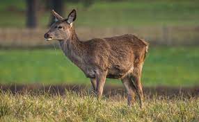 Les séquences de combat et d'accouplement sont tournés avec un camescope sd le reste en hd. Biche Cerf Chevreuil Chevrette Daim Quelles Differences