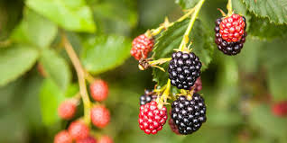 Blackberry shrubs offer delicious blackberries if you care for them well. Blackberry Care Instructions Blackberry Plants Garden Thornless Blackberries