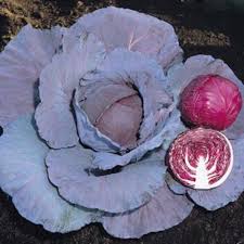 Singkat kata, sebagian besar petani kubis memulai tanaman dari benih di lingkungan terlindung dalam ruangan (persemaian). 15 Benih Kubis Ungu Scarlet Bibit Tanaman Sayur Sayuran Kol Hidroponik Shopee Indonesia