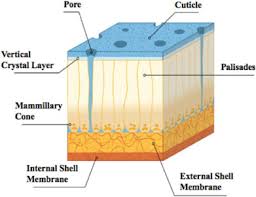 Eggshell chalk should only be used outside and never be used on chalkboards. The Role Of Silica And Alkaline Earth Metals With Biomolecules In The Biomineralization Processes The Eggshell S Formation And The Crystallization In Vivo For X Ray Crystallography Sciencedirect