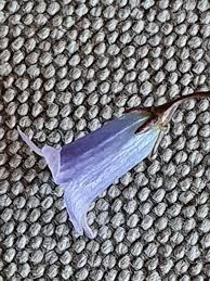 Image result for Wahlenbergia capillacea