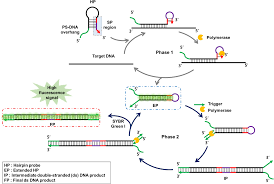 Maybe you would like to learn more about one of these? Ultrasensitive Nucleic Acid Detection Based On Phosphorothioated Hairpin Assisted Isothermal Amplification Scientific Reports