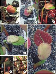 Image result for Hymenaea courbaril