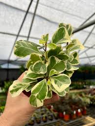 Image result for Ficus tremula