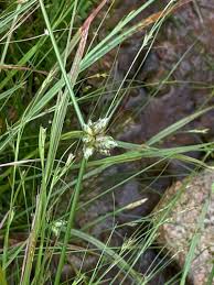 Image result for Schoenoplectiella senegalensis