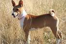 Basenji Puppies for Sale in Virginia - DogsNow