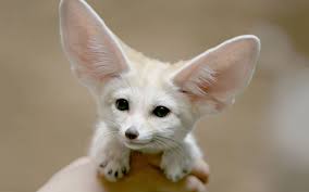Fennec Fox Worlds Cutest Animals Weird Animals Cute Animals