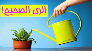 هل من الممكن سقي النباتات باستخدام حمض السكسينيك؟ تضعف النباتات المجففة أو المستعادة ، كما أن أجزاء من حمض السكسينيك ستكون موضع ترحيب أيضًا. Ø·Ø±ÙŠÙ‚Ø© Ø§Ù„Ø±Ù‰ Ø§Ù„ØµØ­ÙŠØ­Ø© Ù„Ù„Ù†Ø¨Ø§ØªØ§Øª Ø§Ù„Ù…Ù†Ø²Ù„ÙŠØ© Youtube