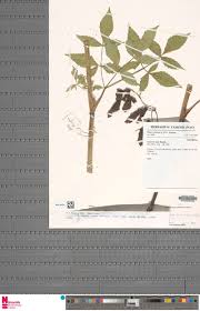 Image result for Pavetta redheadii