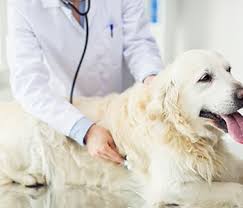 Maybe you would like to learn more about one of these? Family Pet Clinic Lakewood Ca Pet Clinic Services And Benefits