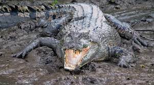 We hope this will help you in learning languages. Saltwater Crocodile Buaya Tembaga I Am Safari
