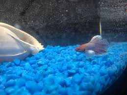 I Finally Convinced My Girlfriend To Get A Betta Fish Reddit Meet Lars Yes After The Metallica Drummer Lars Ulrich He S A Dumbo Halfmoon Baby Aquariums