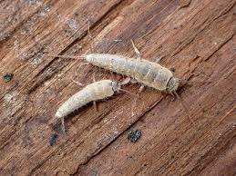 Image result for Ctenolepis cerasiformis