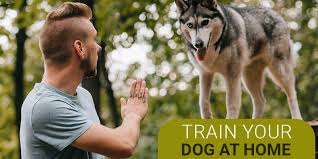 Train Your Dog At Home By Simple Tips & Tricks | CanadaVetCare