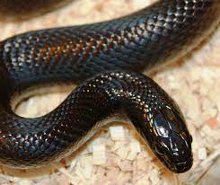 Midnight Beyonce Black Betty Mexican Black King Snake Mexican Black Kingsnake California King Snake Snake