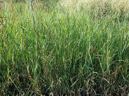 Image result for Panicum nervatum