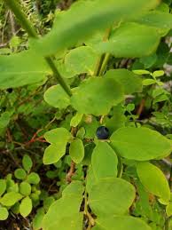 Image result for Vaccinium madagascariense