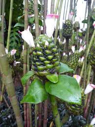 Image result for Costus afer
