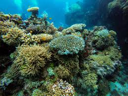 New summer hours beginning june 1, 2020. Great Barrier Reef Bleaching Threats Loom Over Australia
