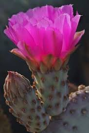 Beavertail prickly pear cactus er generelt sygdomsfri, hjorte og kaninsikker og kræver meget lidt pleje. Blog Not Found Desert Flowers Cactus Flower Succulents