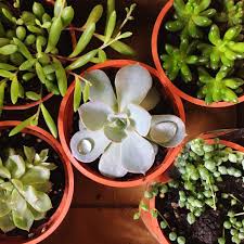 Check spelling or type a new query. Black Spots On Succulents Hgtv