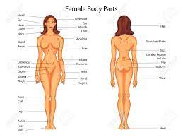 The human body has four limbs (two arms and two le. Medical Education Chart Of Biology For Female Body Parts Diagram Royalty Free Cliparts Vectors And Stock Illustration Image 79651338