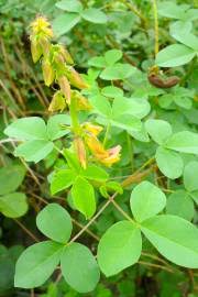 Image result for Crotalaria oocarpa