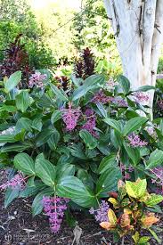 Image result for Medinilla