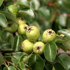 Image result for Pyrus