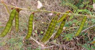 Image result for Tephrosia noctiflora