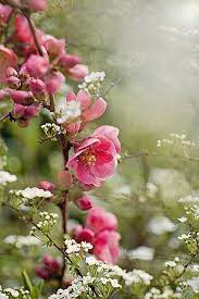 Find images of pink rose. Flowering Quince Moment Love Beautiful Flowers Flowers Pretty Flowers